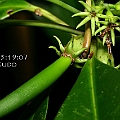 Bruguiera cylindrica (White Burma Mangrove) シロバナヒルギ in Cairns<br />Canon EOS KDX (400D) + EFS60 F2.8
